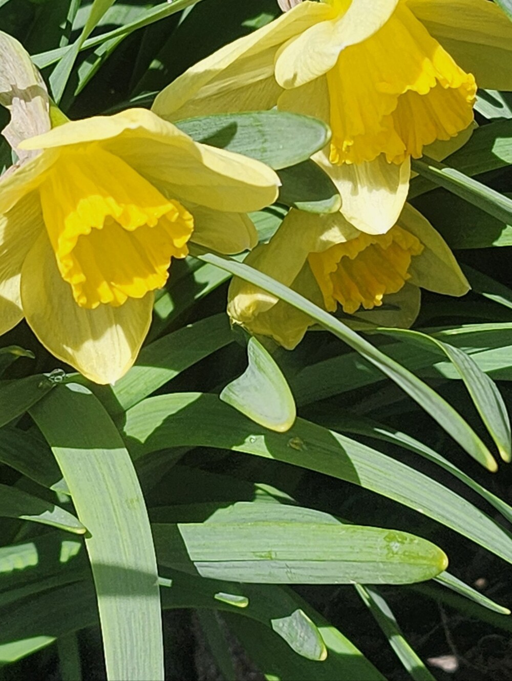Anne's  Key Cover Free Daffodil Bulbs With Purchase
